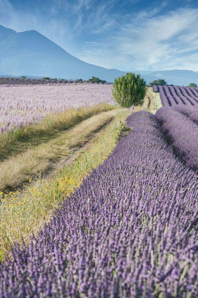 Service de wedding planning Aix en Provence - Se marier avec vue sur la Sainte Victoire